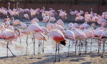 Flamingoes at Lake Nakuru