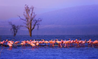 Flamingoes feeding in Lake Nakuru at Lake Nakuru National Park