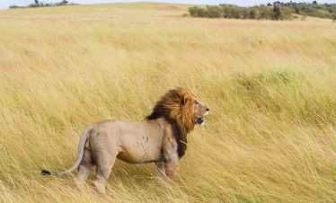 A lion at the Masai Mara national reserve.