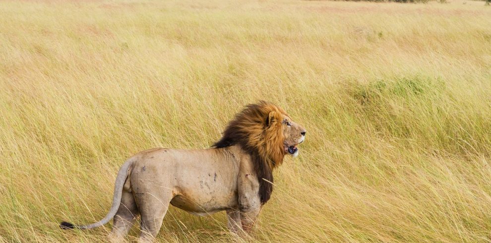 A lion at the Masai Mara national reserve.