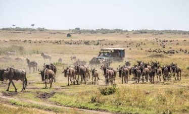 Wilde beasts at the Masai Mara national reserve.