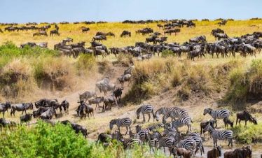 Wilde beasts crossing the Mara River at the Masai Mara national reserve.