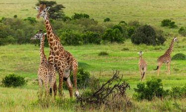 Giraffes at the Masai Mara national reserve.
