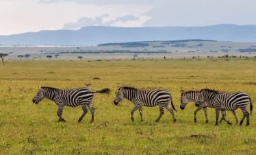 Zebras at the Masai Mara national reserve.