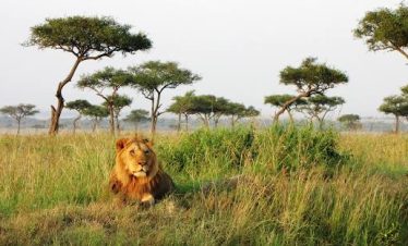 A lion at the Masai Mara national reserve.