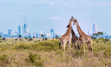 Giraffes at the Nairobi National Park.
