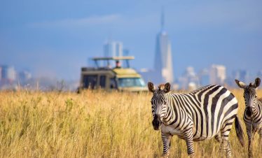 Zebras at the Nairobi National Park.