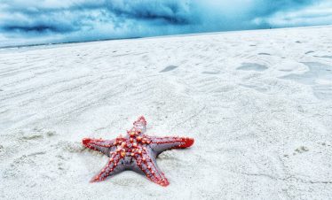 A star fish on a beach at Watamu Marine National Park
