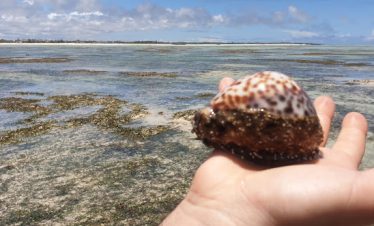 A person holding a shell at Watamu