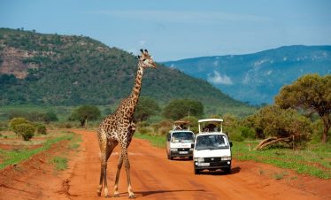 A giraffe walking in Tsavo East National Park.