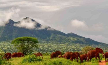 Elephants walking in Tsavo East National Park.