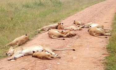 Lions laying on the side of the road in Tsavo East National Park.