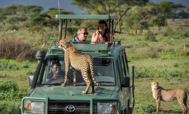 A cheetah on top of a safari van in Tsavo West National Park