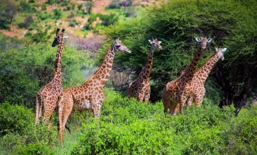Giraffes in Tsavo West National Park