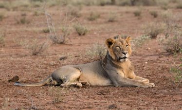 A lion laying in Tsavo West National Park
