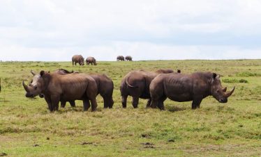 Rhinos in Tsavo West National Park