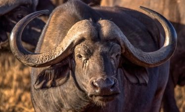 An African buffalo in Tsavo West National Park