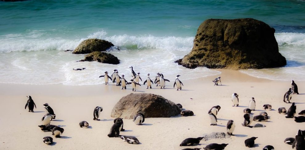 Penguins at Boulder Beach, South Africa