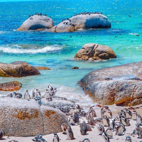 Boulders Beach, South Africa