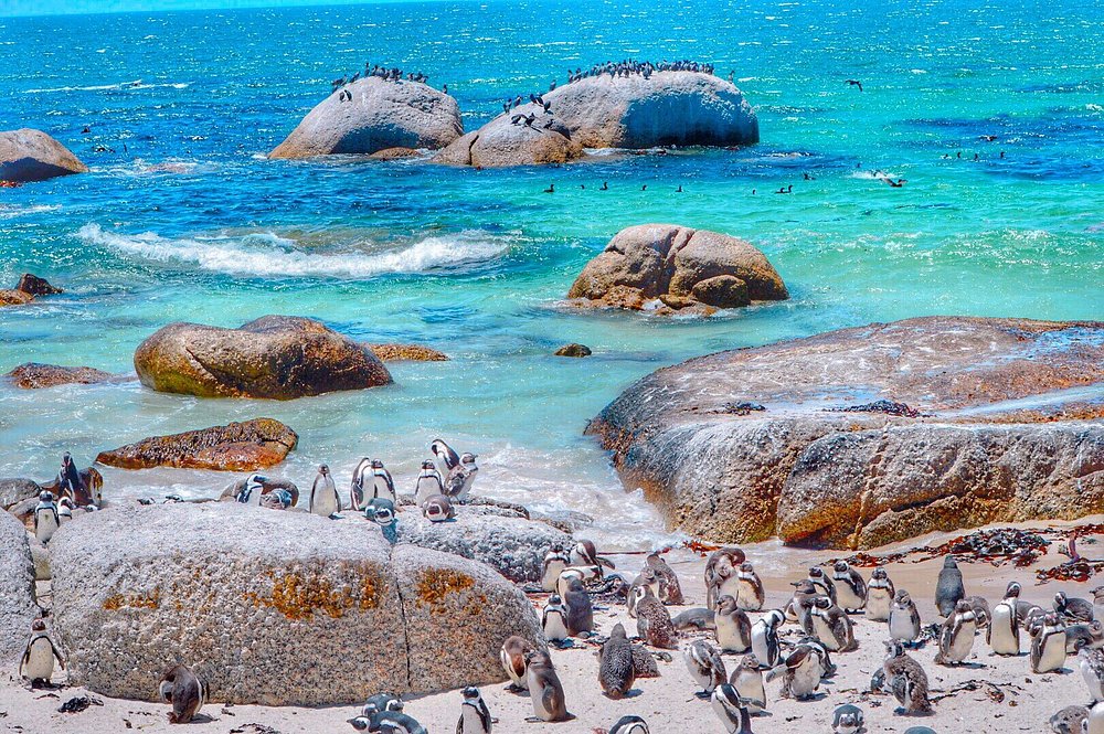 Boulders Beach, South Africa