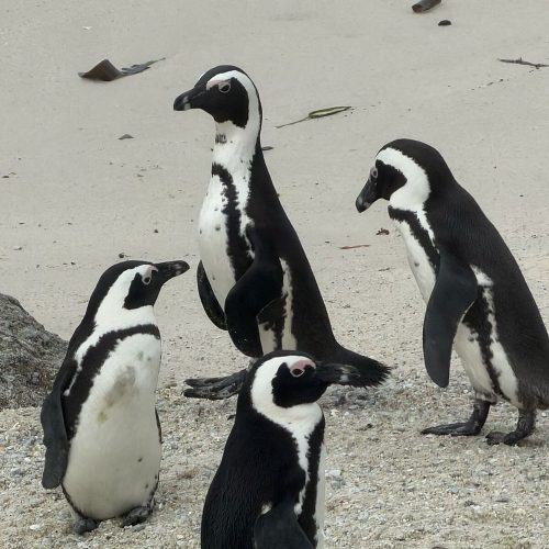 Boulders Beach, South Africa