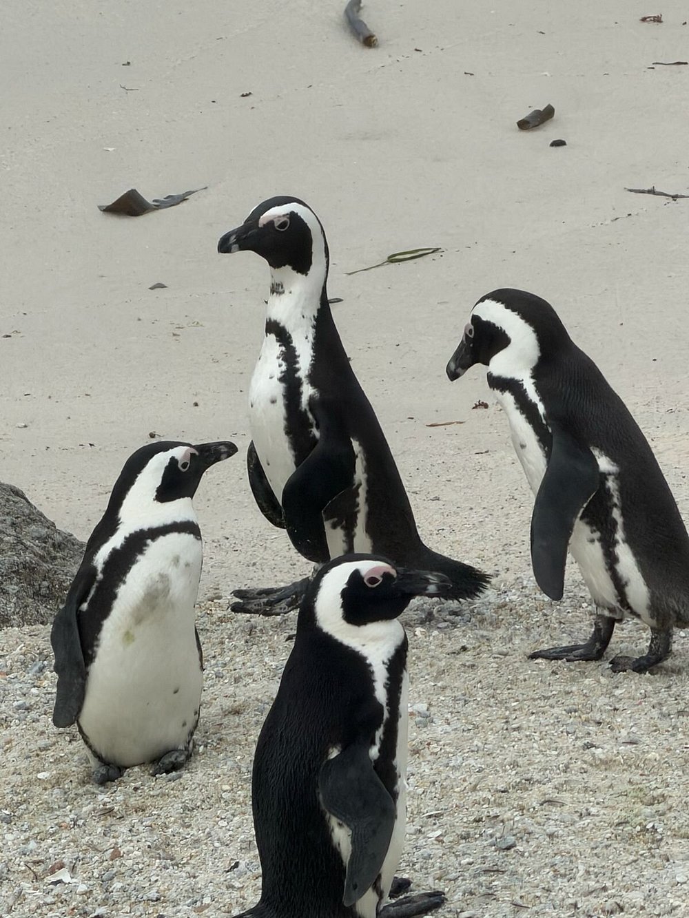 Boulders Beach, South Africa