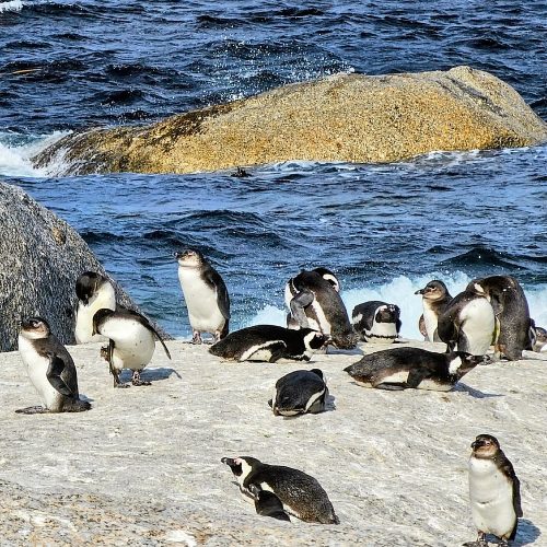 Boulders Beach, South Africa