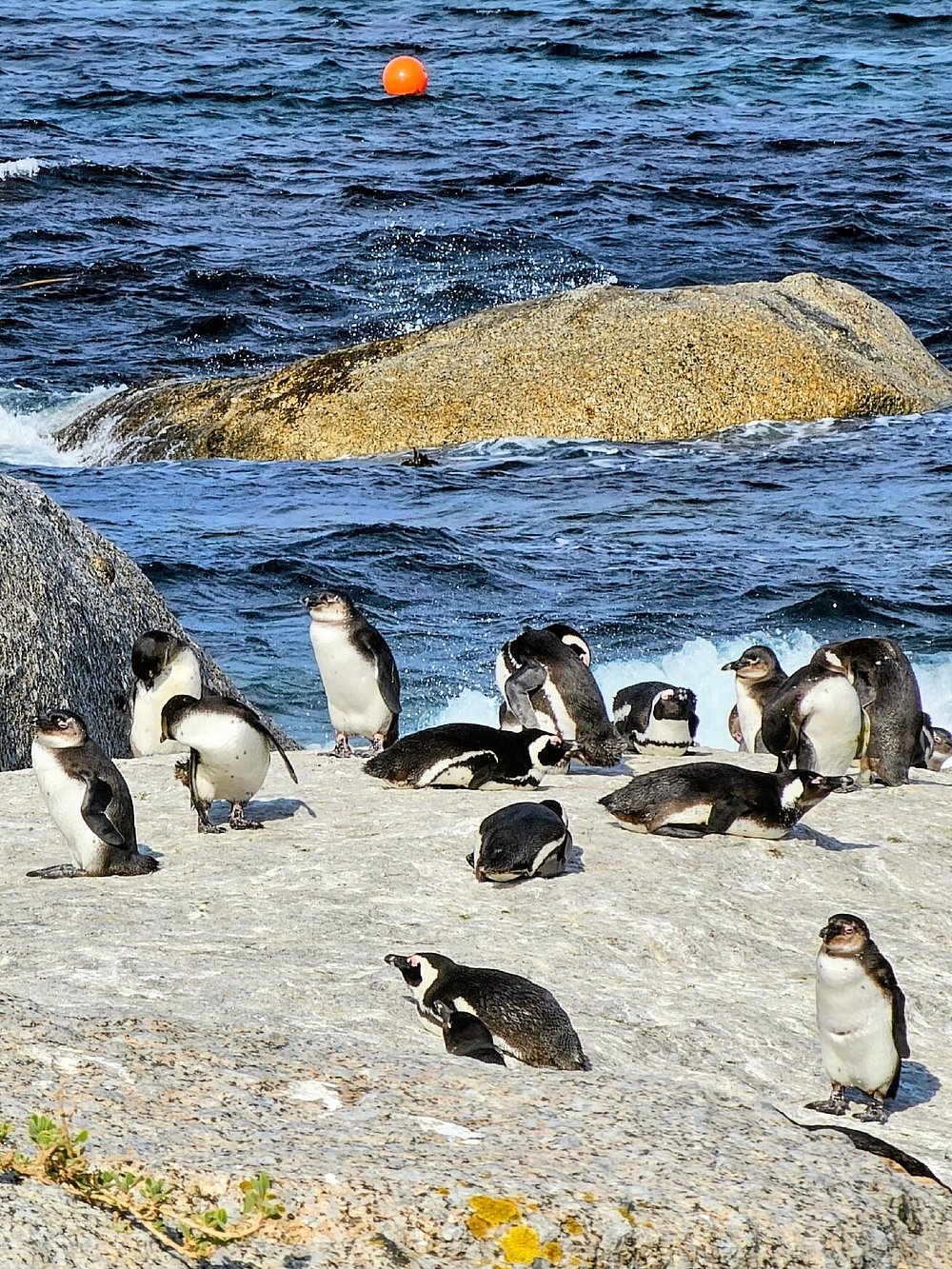 Boulders Beach, South Africa