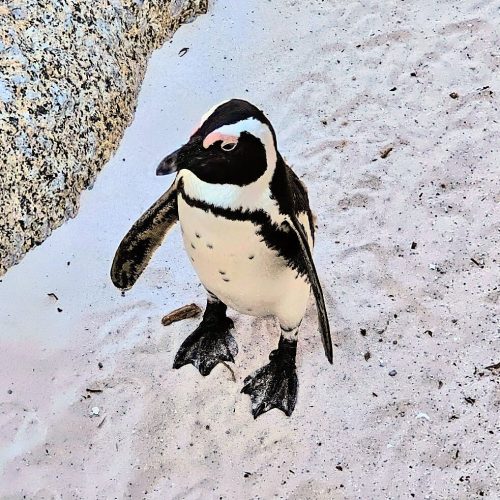 Boulders Beach, South Africa