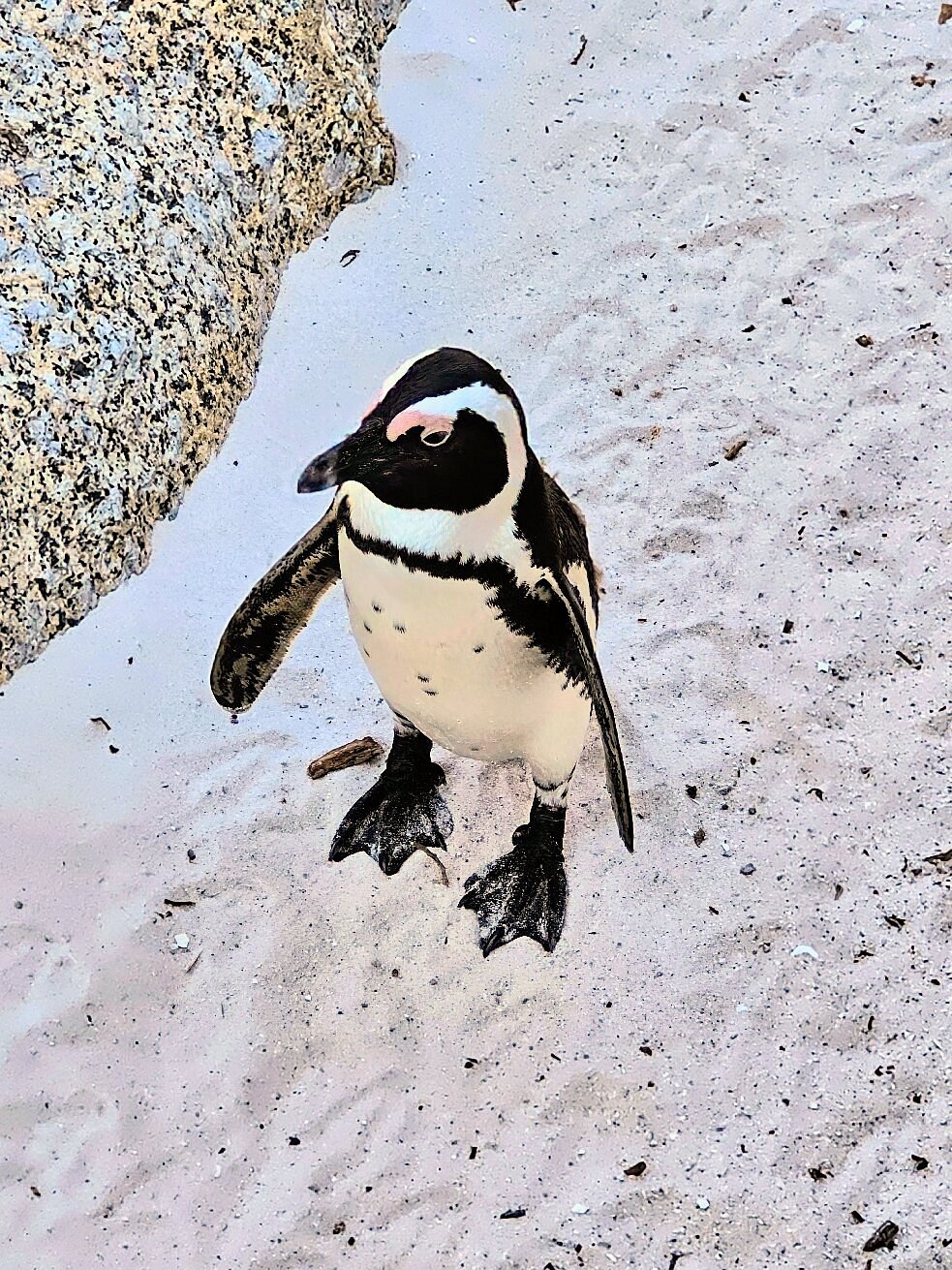 Boulders Beach, South Africa