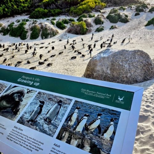 Boulders Beach, South Africa