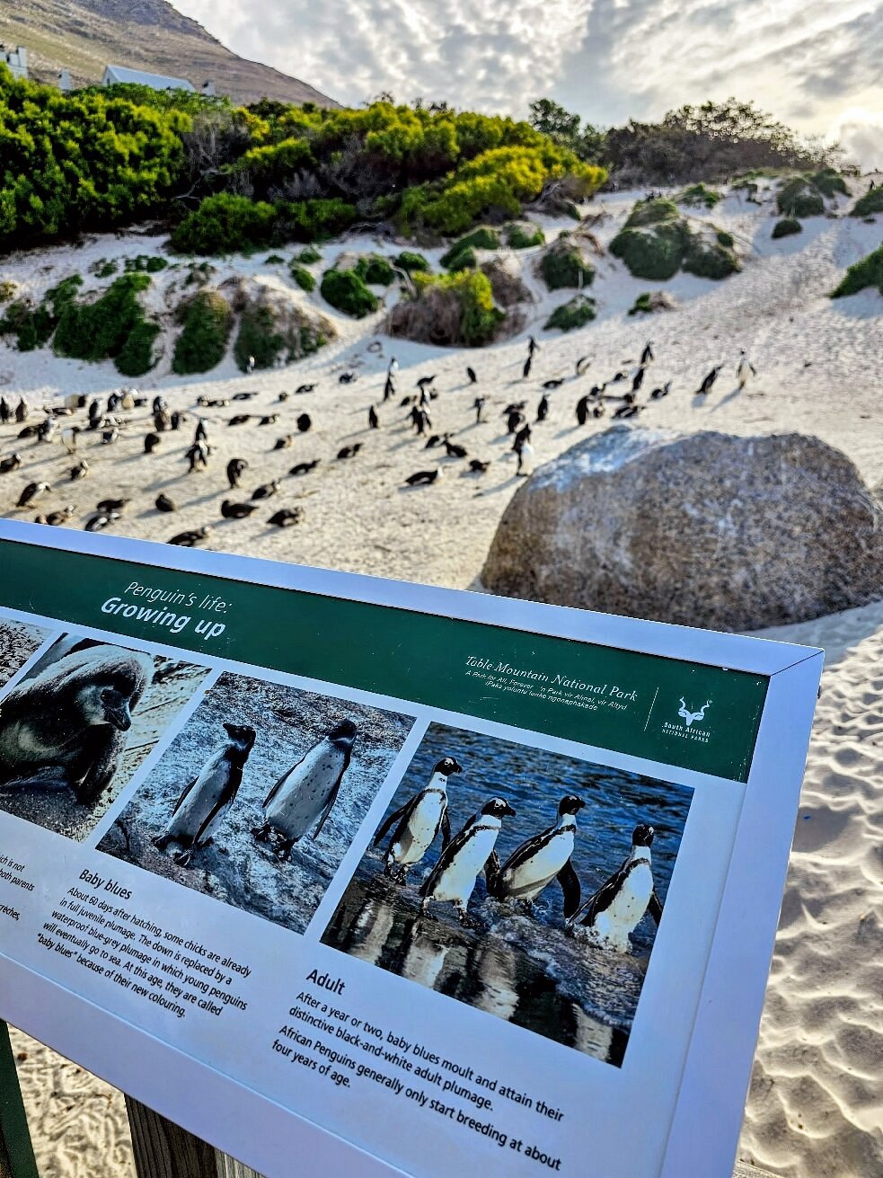 Boulders Beach, South Africa