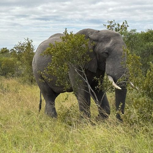 Elephant at Kruger National Park in South Africa
