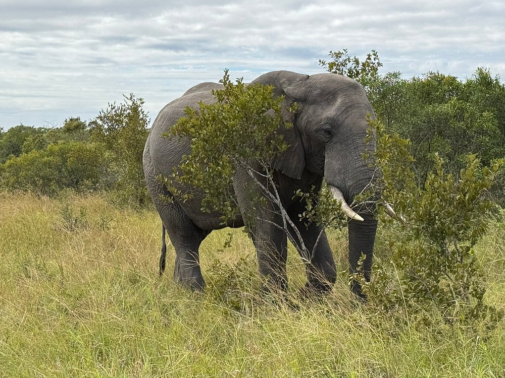 Elephant at Kruger National Park in South Africa