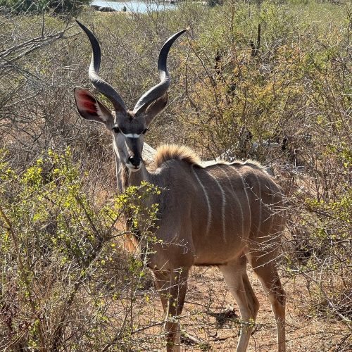 Kudu at Kruger national Park in South Africa