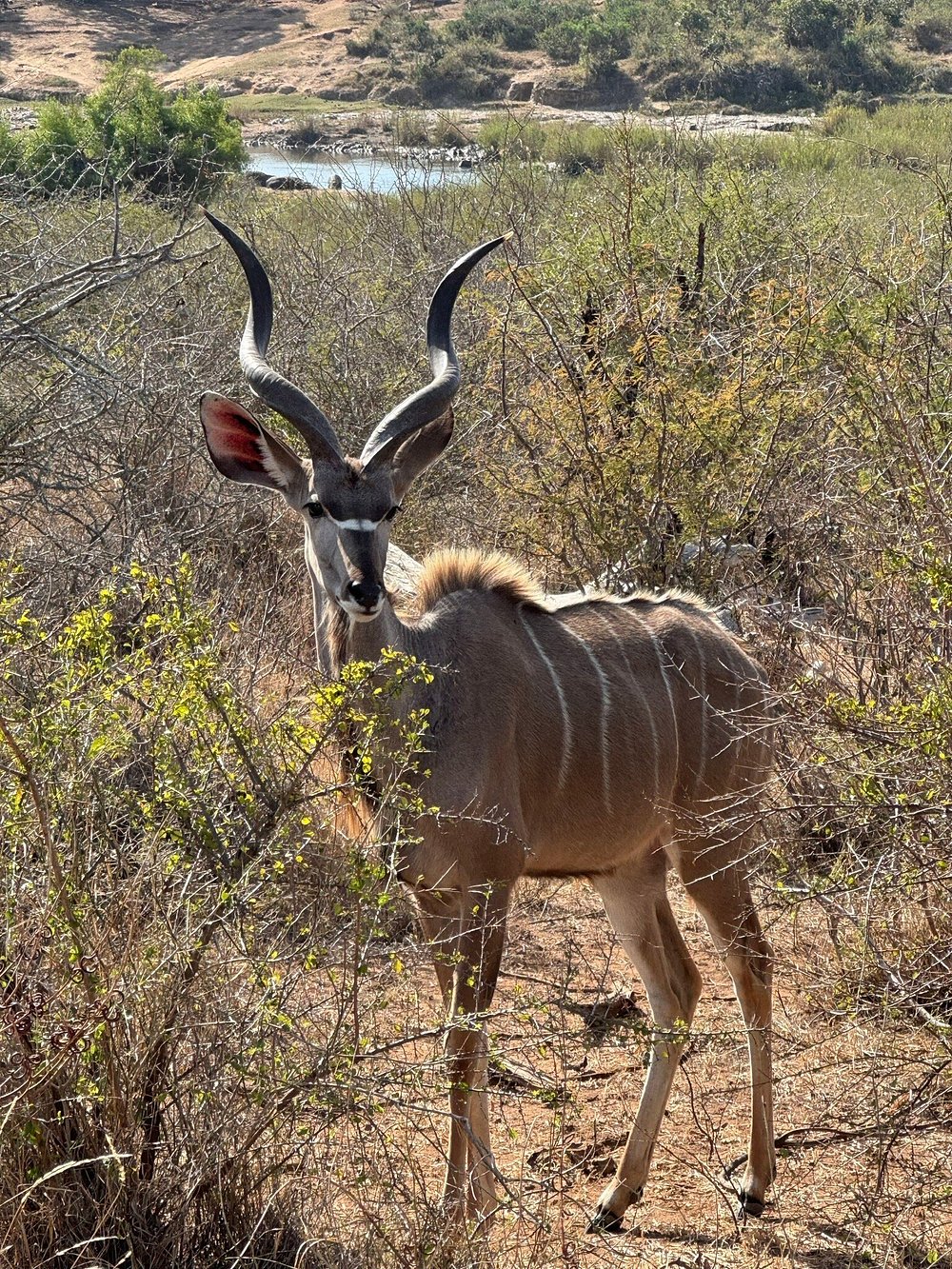Kudu at Kruger national Park in South Africa