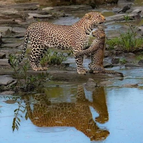 Leopard with its cub at Kruger National Park, South Africa
