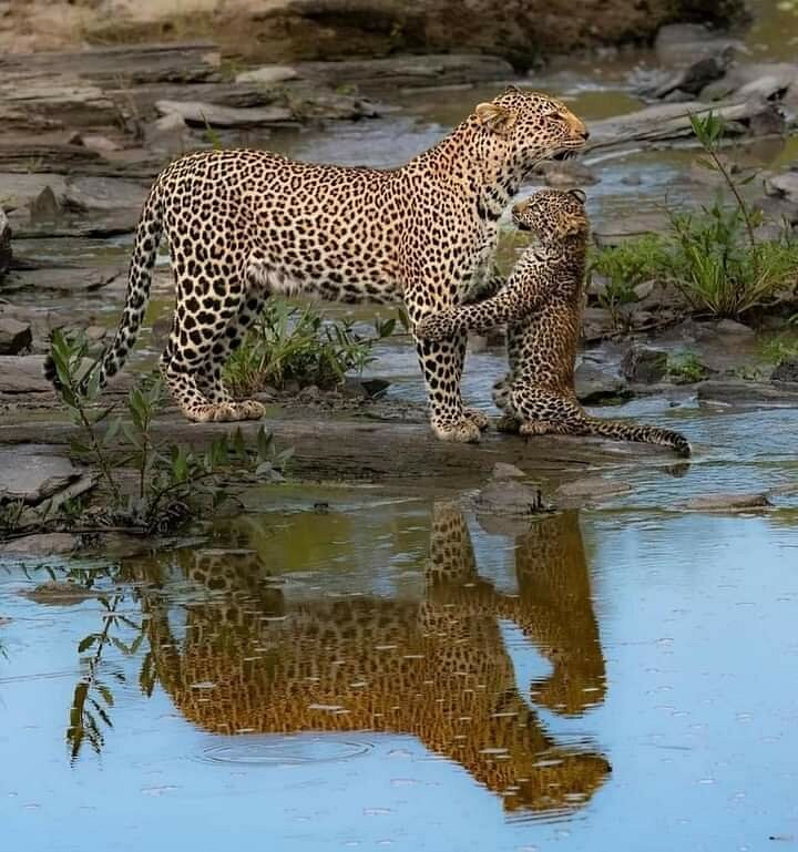 Leopard with its cub at Kruger National Park, South Africa