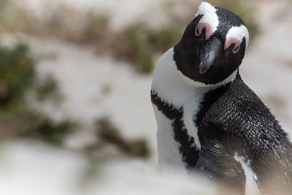 Boulders Beach, South Africa